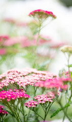 Background of Summer Flower Field in Morning Light