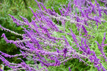 サルビア・レウカンタ　Mexican Bush Sage