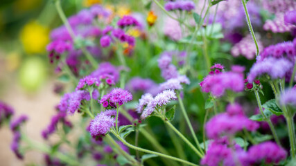 Fototapeta premium Pink and Purple Flowers Growing in Field in Summer