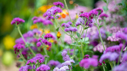 Pink and Purple Flowers Growing in Field in Summer