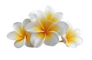 White and yellow frangipani flowers isolated on a white background, vector illustration with simple lines, no shadows,.