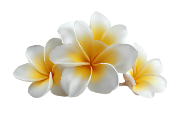 White and yellow frangipani flowers isolated on a white background, vector illustration with simple lines, no shadows,.
