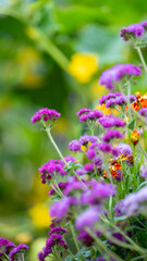 Pink and Purple Flowers Growing in Field in Summer