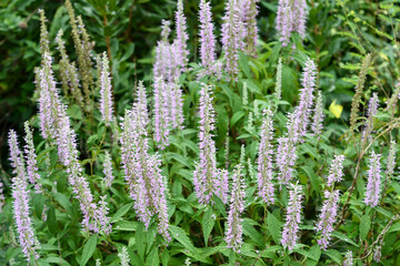 ミントバーム　Mint Shrub