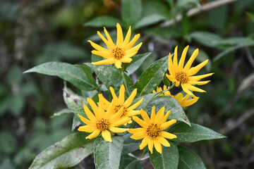 ヘリアンサス　Helianthus