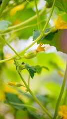 Close up of Lemon Cucumbers Growing in Garden
