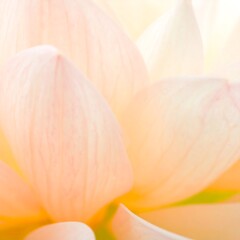 Soft, pastel lotus petals