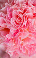 Close up of Petals of Pink Flower