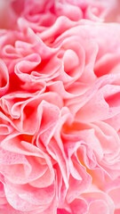 Close up of Petals of Pink Flower