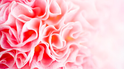 Fototapeta premium Close up of Petals of Pink Flower