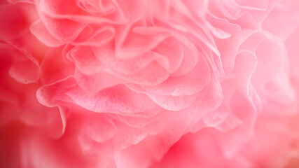 Close up of Petals of Pink Flower