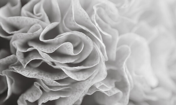 Close up of Flower Petals in Black and White Color
