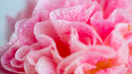 Close up of Petals of Pink Flower