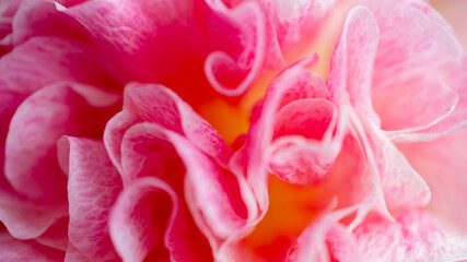 Close up of Petals of Pink Flower