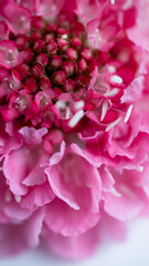 Close up of Petals of Pink Scabiosa Flower