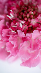 Close up of Petals of Pink Scabiosa Flower