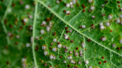 Close up of Hollyhock Rust on Leaves