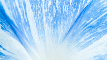 Close up of Morning Glory Flower Petal