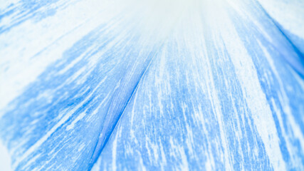 Close up of Morning Glory Flower Petal