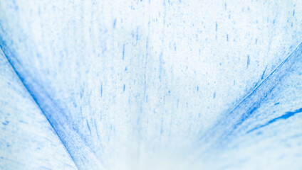 Close up of Morning Glory Flower Petal