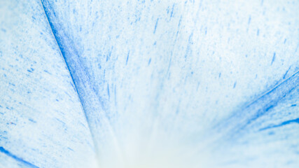 Close up of Morning Glory Flower Petal
