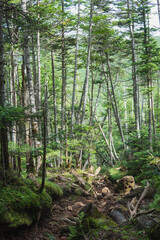 日本：縞枯山／針葉樹の森の中の登山道【北八ヶ岳】長野県茅野市・8月
