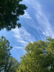 trees and sky