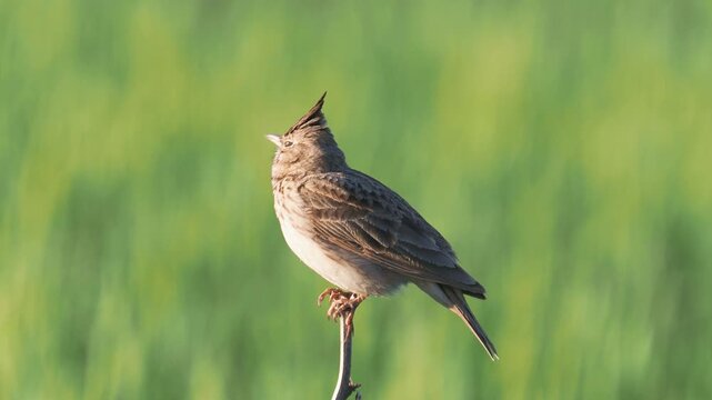 The crested lark bird singing, Galerida cristata