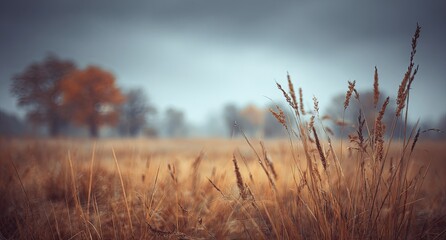 Obraz premium Misty autumn field, golden grasses, blurred trees