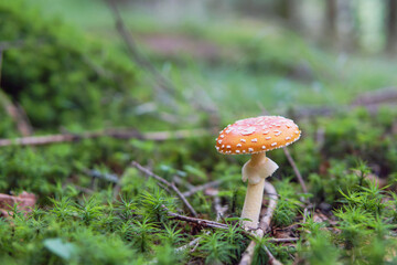 日本：キノコ／ベニテングタケ( Amanita muscaria)／鱗片がある傘とツバと壺を持つ赤系の毒キノコ／北八ヶ岳・8月