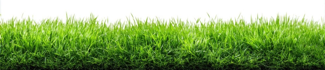 Fototapeta premium Lush green grass field against white background (1)