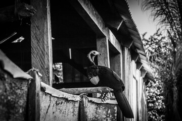 Aves de la amazonía boliviana en pampas del Yacuma, con presencia de garzas, búhos, águilas, hoatzin y pavos silvestres (mitu tuberosum y pipile cumanensis)