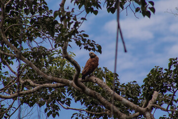 Aves de la amazonía boliviana en pampas del Yacuma, con presencia de garzas, búhos, águilas, hoatzin y pavos silvestres (mitu tuberosum y pipile cumanensis)