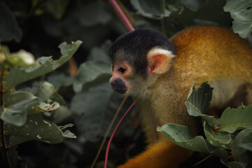 Monos ardilla amarillos (Saimiri boliviensis) de varias edades, hembras, machos, adultos y crías comiendo frutas y flores