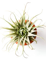 Large Air Plant Tillandsia Xerographica, Isolated on White, Top View, Home Decor Element