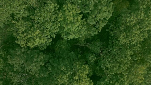 Aerial view of lush forest canopy capturing nature's green symphony