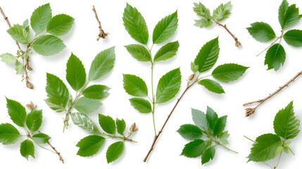 Fresh green neem leaves or azadirachta indica leaves, twigs on white isolated background.