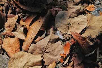 fallen autumn leaves