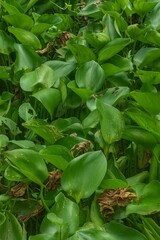 Obraz premium &nbsp;Water Hyacinth: A Study in Green