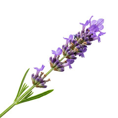 Obraz premium lavender flowers isolated on white background