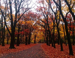 Autumnal path through a park