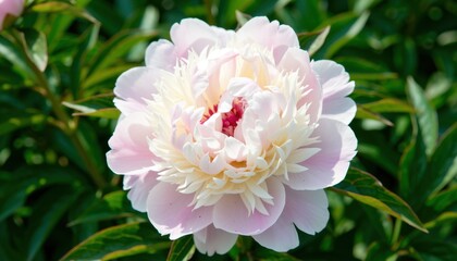 Fototapeta premium Blooming peony flower botanical garden close-up photography natural setting bright daylight beauty concept