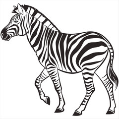 zebra isolated on white background