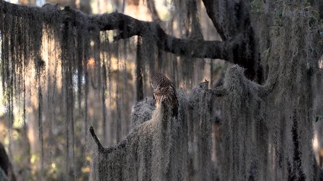 A barred owl in a mossy tree in Florida 