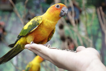 A cute parrot is eating food in a person's hand.