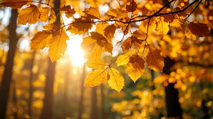 Cinematic low angle perspective of colorful fall leaves swaying on tree branches with warm sun rays glowing in the tranquil forest setting - Powered by Adobe