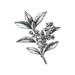 Hand Drawn Botanical Branch with Berries and Leaves