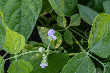 French beans plant
