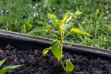 Capsicum plant