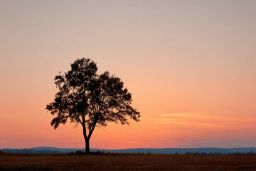 Obraz premium breathtaking summer sunset paints sky with array of warm hues behind silhouetted tree on horizon